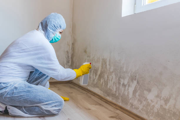 Licensed Mold Remediation service in Shrewsbury, PA - WQB Mold Removal